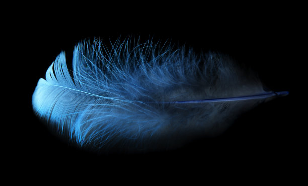 黑色背景上的羽毛图片下载