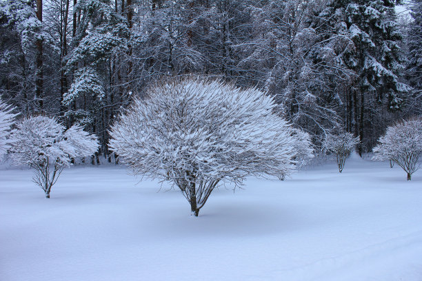 雪中的树图片下载