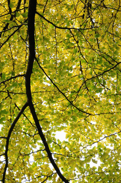 秋天的落叶图片下载