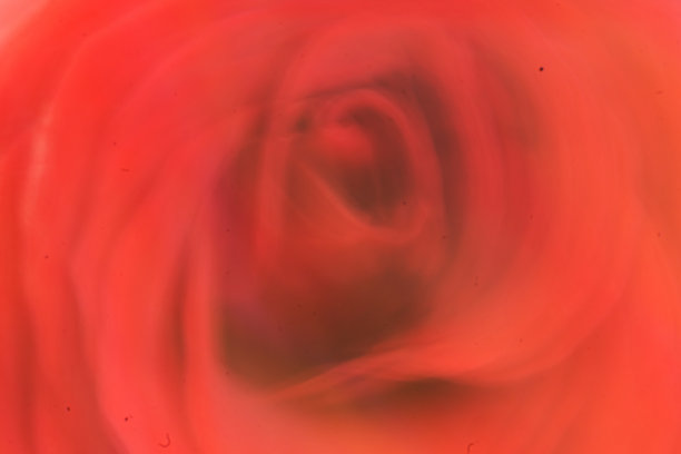 美丽，背景，散焦的概念。模糊的玫瑰。图片下载