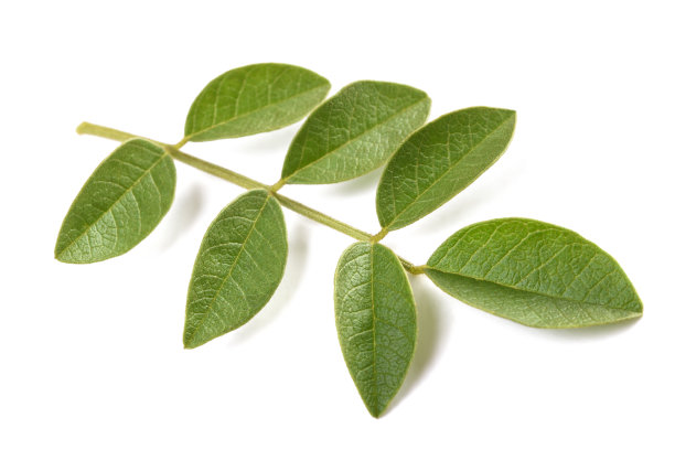 新鲜的甘草分支图片下载