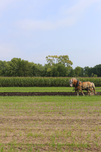 马耕田图片下载