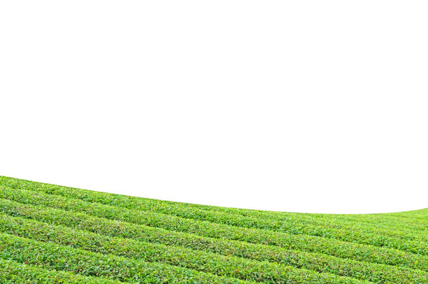 白色背景上的茶园。剪辑路径包括图片下载