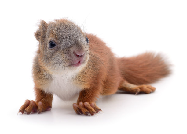 欧亚红松鼠。图片下载