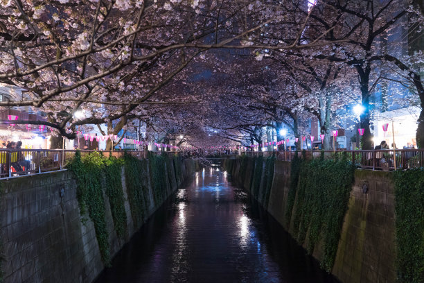 樱花隧道在夜间的运河上图片下载