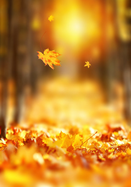 秋叶下降图片下载