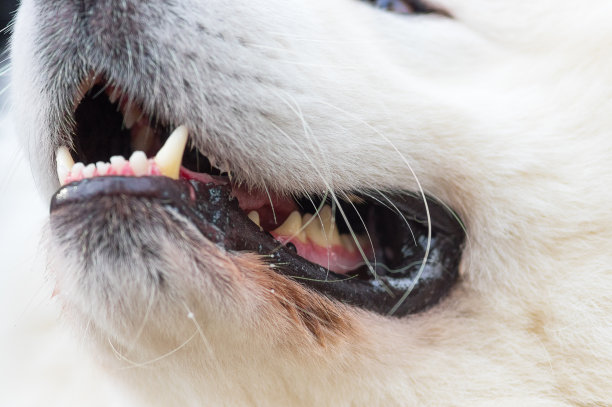 看门狗特写图片下载