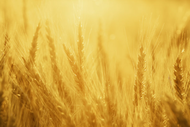 麦田黑麦，农业生态背景图片下载