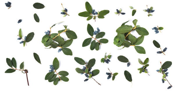 金银花的浆果图片下载