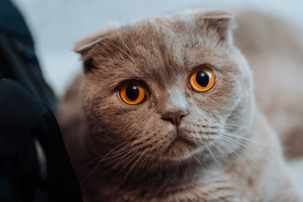 英国短毛猫特写图片下载