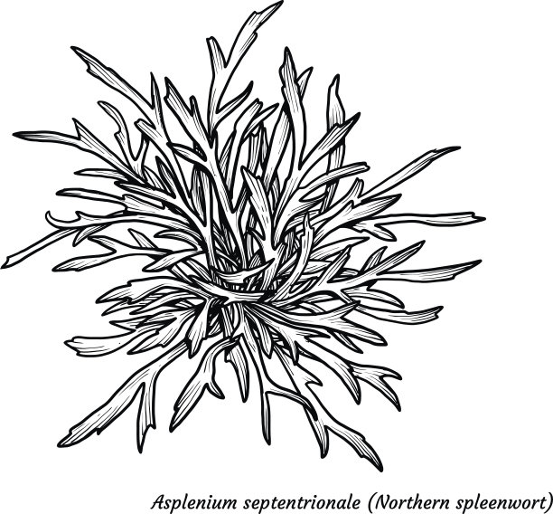 蕨类插画、绘画、雕刻、水墨、线条艺术、矢量图片下载