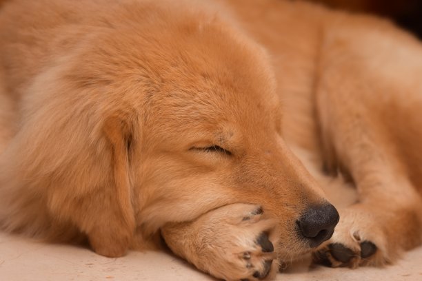 睡狗(金毛猎犬)图片下载