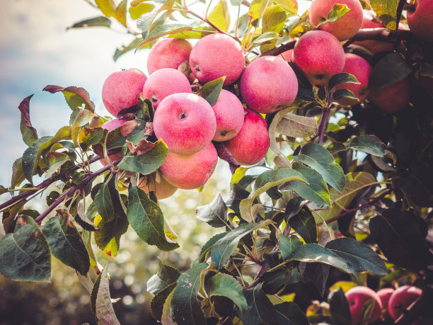 果园的苹果图片下载