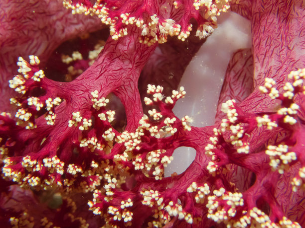 背景:泰国高丽培岛水下的红色珊瑚礁图片下载