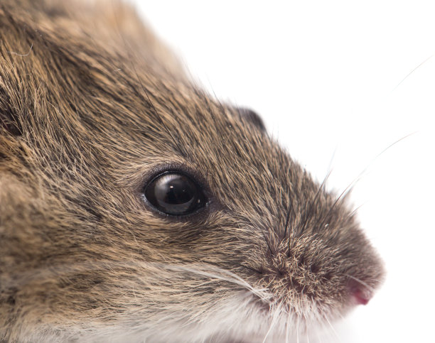 头老鼠。宏图片下载