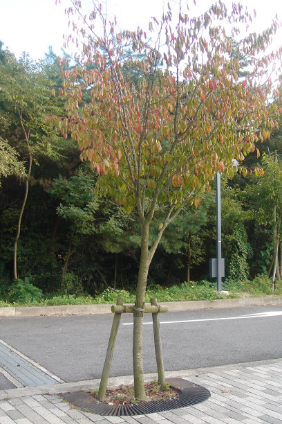 日本名古屋图片下载