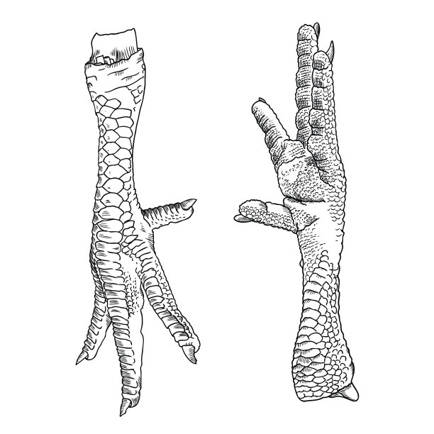 一套鸡，公鸡，火鸡脚。手绘雕刻风格。家养的家禽或母鸡的腿。向量。图片下载