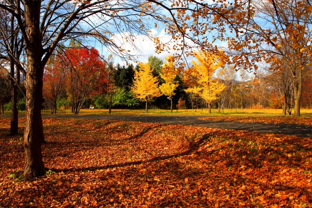 秋天的札幌公园图片下载