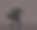 亚洲妇女正在举起大象图片下载