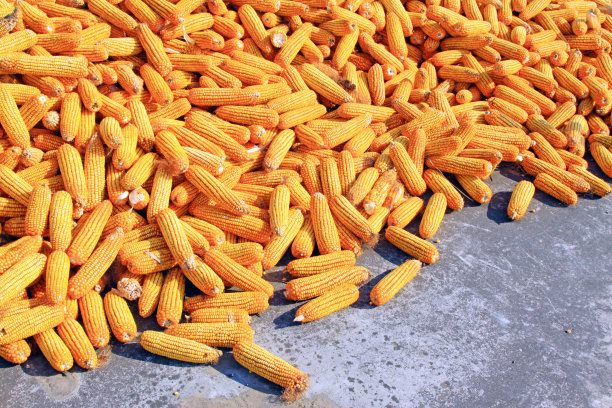 成堆的玉米棒子材料，特写照片图片下载