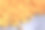成堆的玉米棒子材料，特写照片图片下载