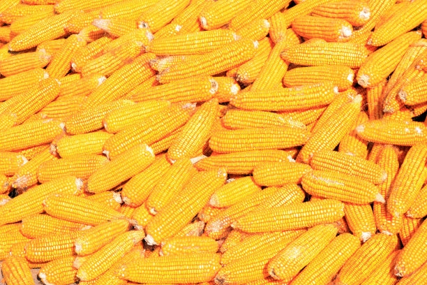 成堆的玉米棒子材料，特写照片图片下载