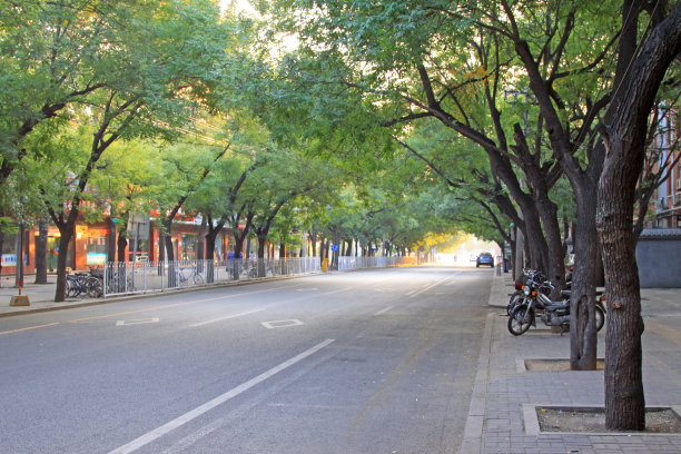 夏天的时候，路边有绿树图片下载