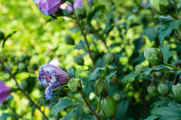 凋谢的粉红花与绿叶的花园侧景图片下载