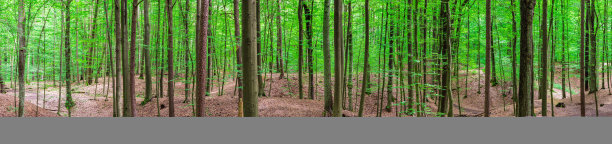 林木全景图片下载
