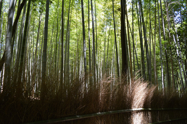 Arashiyama竹林图片下载