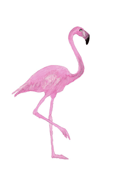 画的火烈鸟图片下载