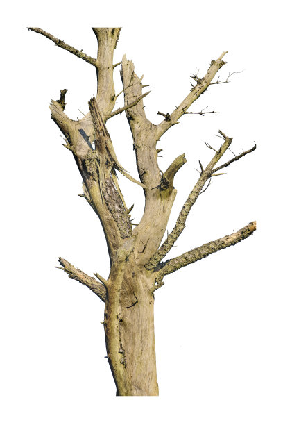 无叶树孤立在白色背景图片下载