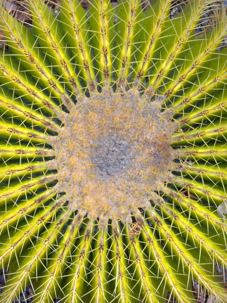 仙人掌图片下载