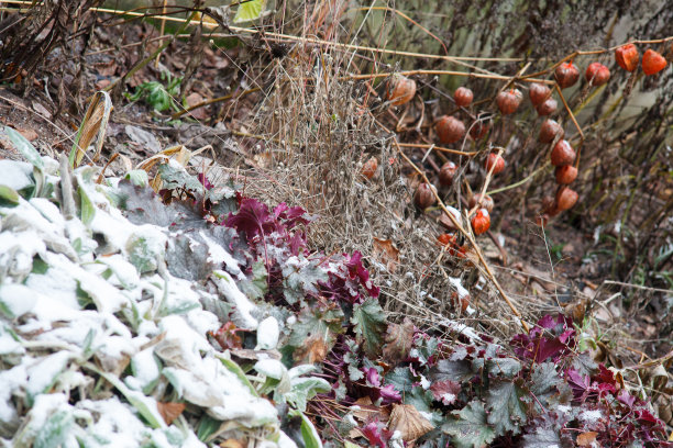 冬天的花园图片下载