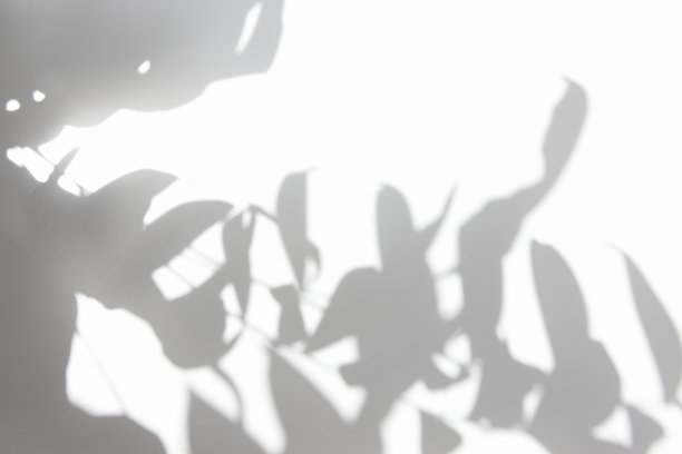 叶子图片素材ID：309909168