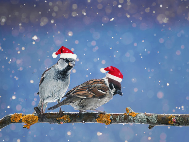 冬天，戴着红色圣诞帽的有趣的小鸟坐在雪地里的树枝上图片下载