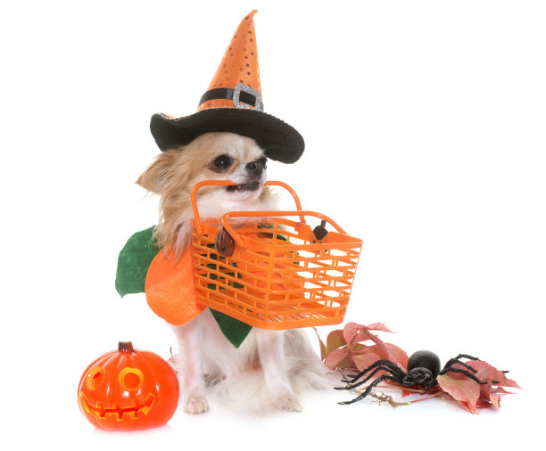 巫术吉娃娃图片下载