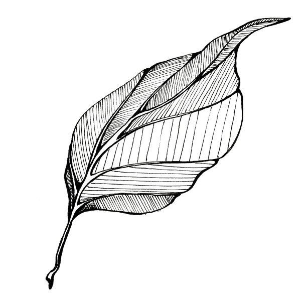 山茱萸叶图片下载