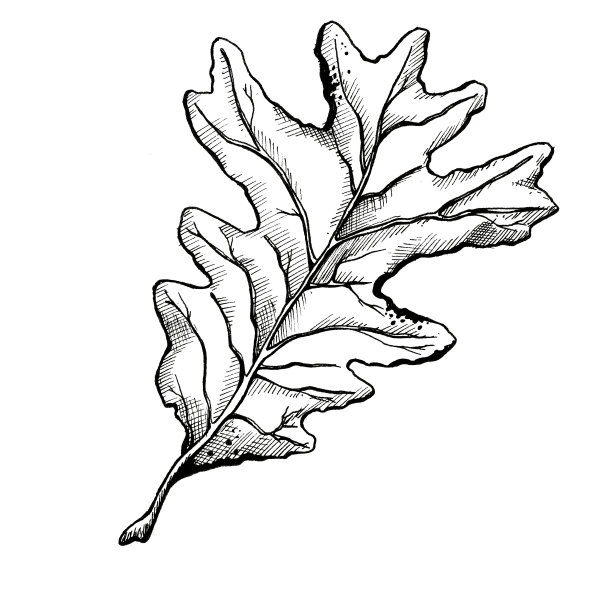 橡树叶子图片下载