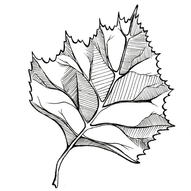 桦树的叶子图片下载