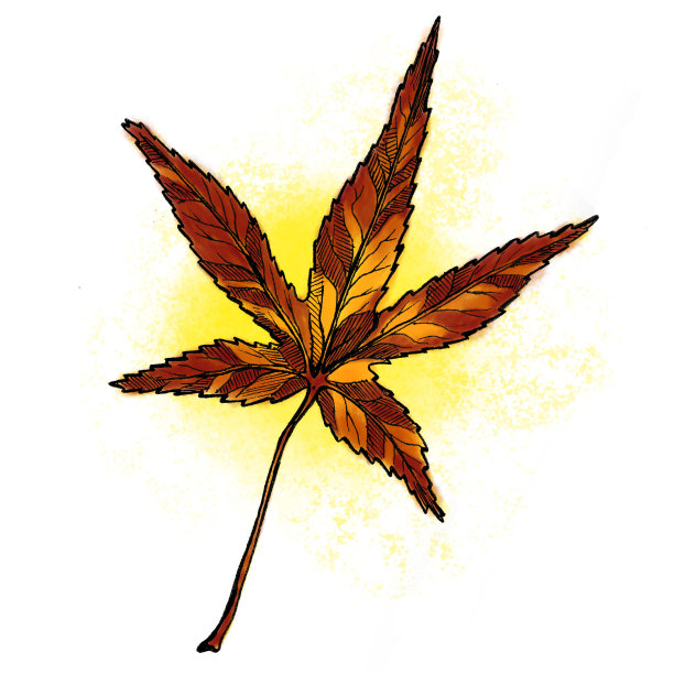 日本的枫叶图片下载