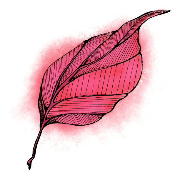 山茱萸叶图片下载