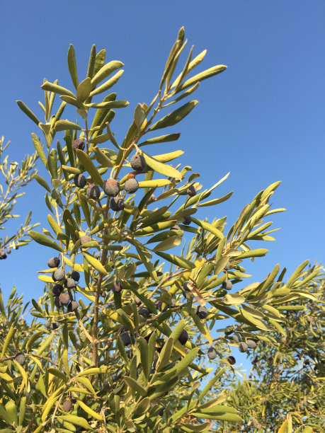 土耳其阿兰亚的橄榄树图片下载