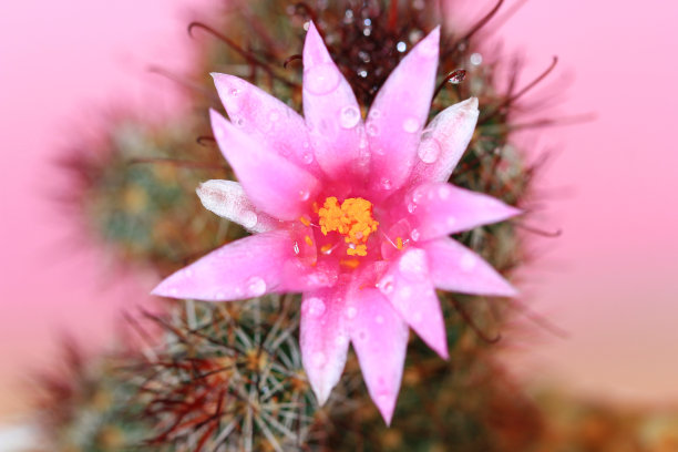 宏美丽的仙人掌花图片下载