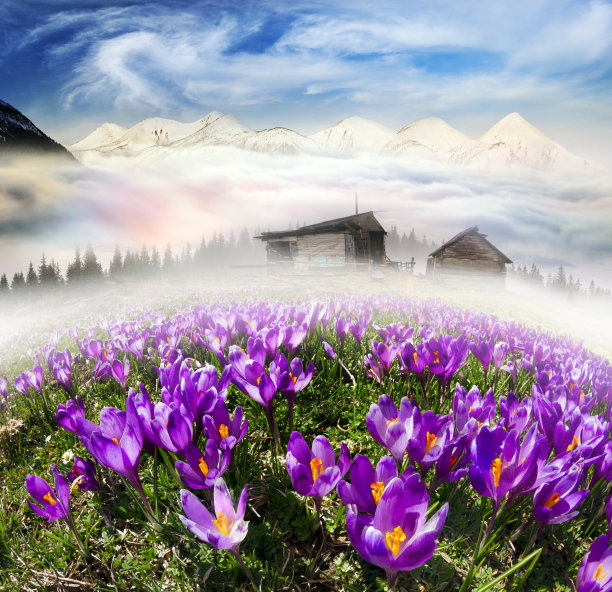 金雪秋图片下载