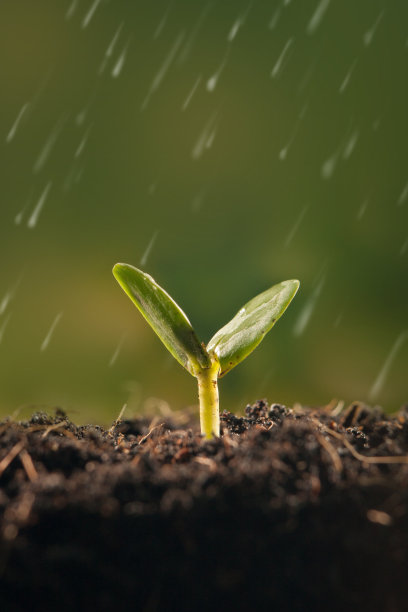 年轻的植物栽培图片下载