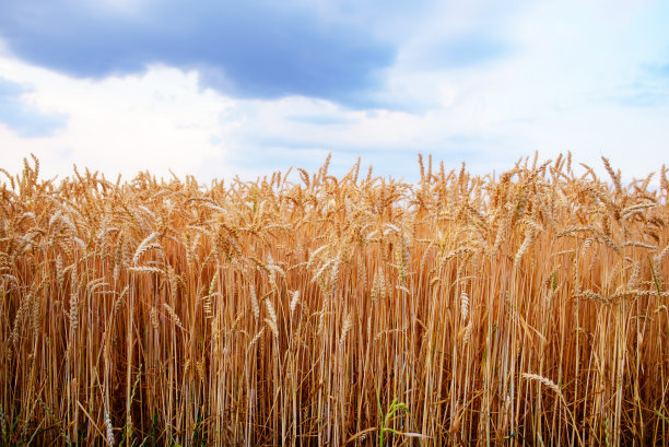 小麦照片素材ID：309932946