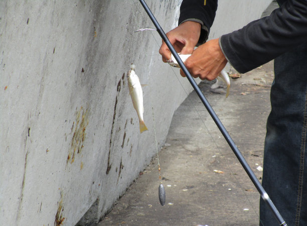 码头钓鱼图片下载