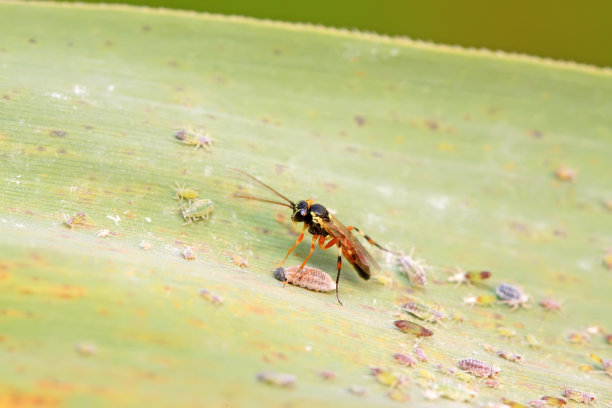 姬蜂在野外的绿叶上，特写图片图片下载