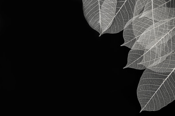 黑色背景一角的树叶骨架图片下载